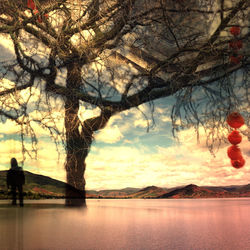 Reflection of trees in lake