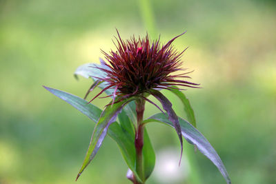 Close-up of plant against blurred background