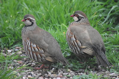 Close up of a pair of red-legged partridge