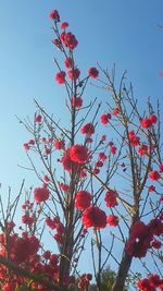 Low angle view of pink flowers