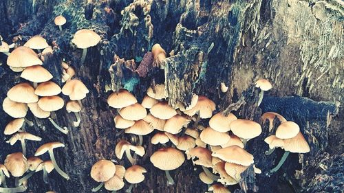 Close-up of mushrooms growing on tree trunk