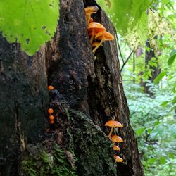 Close-up of insect on tree trunk