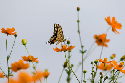 Close-up of butterfly perching on flowers