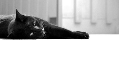 Close-up of black cat resting on floor