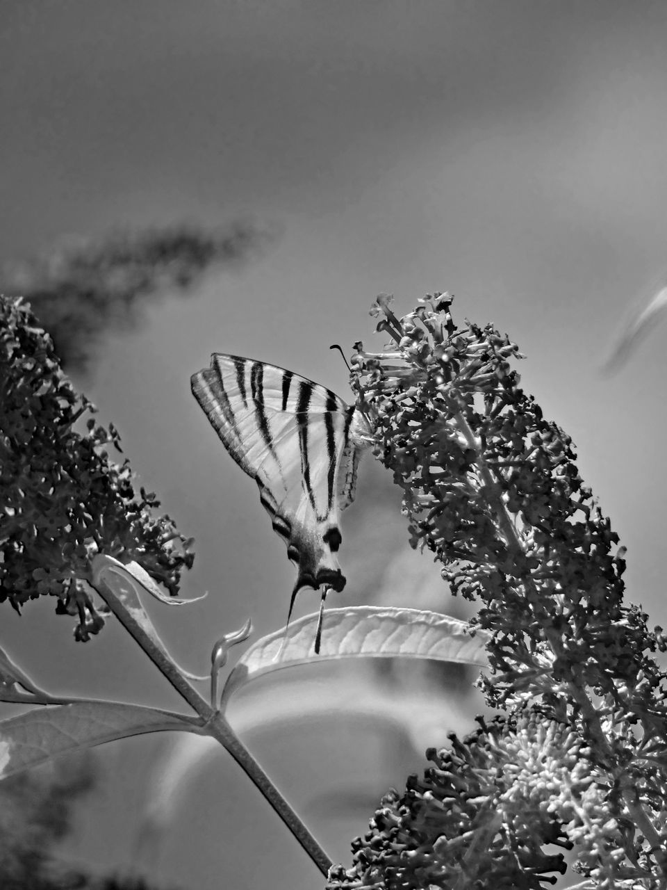 CLOSE-UP OF BUTTERFLY ON FLOWER