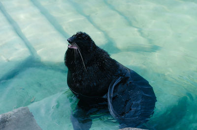 High angle view of black horse in swimming pool