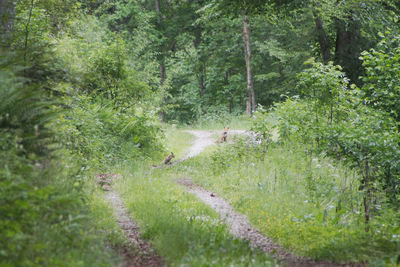 Scenic view of forest