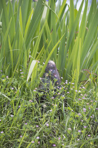 Close-up of lizard on grass