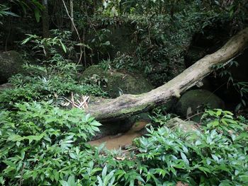 View of lizard on land in forest