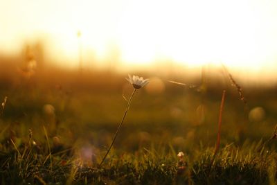 Close-up of dandelion on field against sky