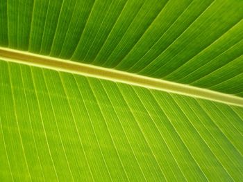 Full frame shot of palm leaf