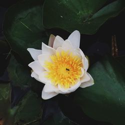 Close-up of yellow flower