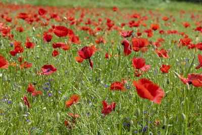 Close-up of red poppy flowers in field