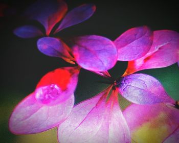 Close-up of flower blooming outdoors