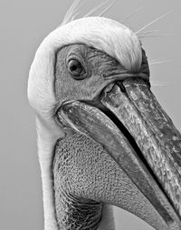 Close-up of a pelican head in black and white