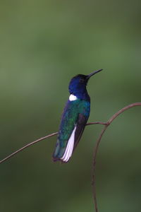 Close-up of bird perching on leaf