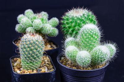 Close-up of succulent plant