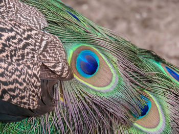 Close-up of peacock