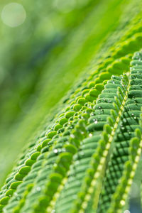 Close-up of fern leaves