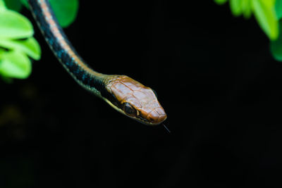 Close-up of lizard on black background