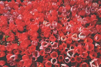 Full frame shot of red flowers