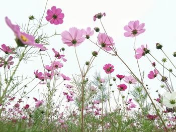 Low angle view of pink cosmos against sky