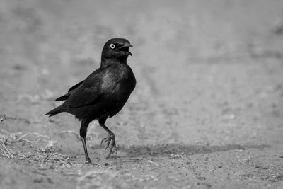 Close-up of bird perching on retaining wall