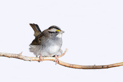 Close-up of bird perching on branch against clear sky