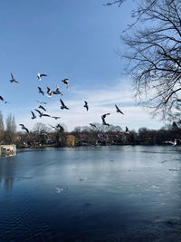 Birds flying over lake