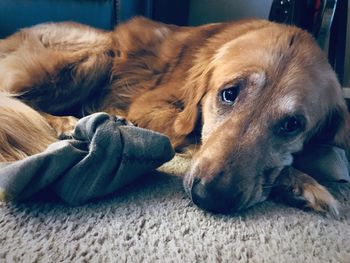 Close-up of dog resting on bed at home