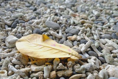 Close-up of pebbles on beach