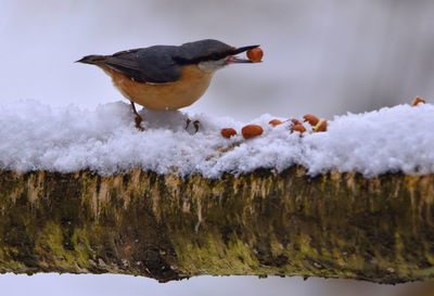 Close-up of bird perching on frozen during winter