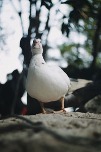 Close-up of bird