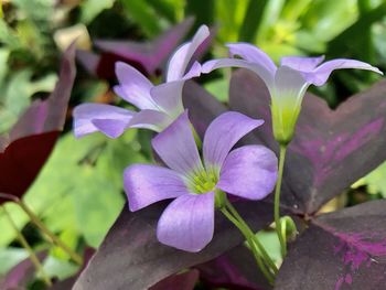 Close-up of purple flowering plant