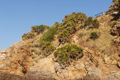 Plants growing on rocks against clear sky