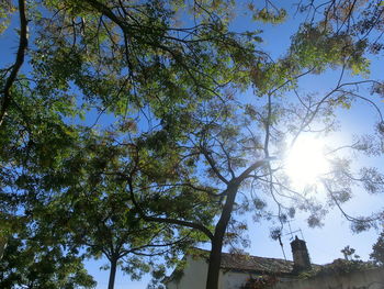 Low angle view of trees against sky