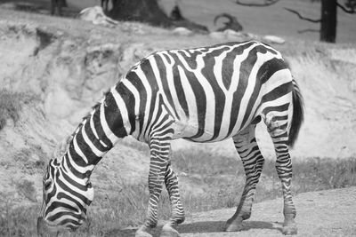 Side view of zebra on field