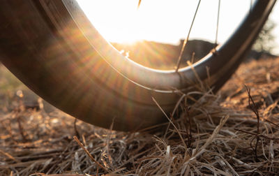Close-up of plant growing on field against sky