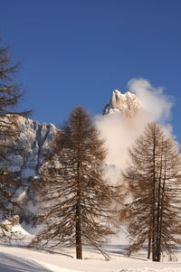 Snow covered trees against sky