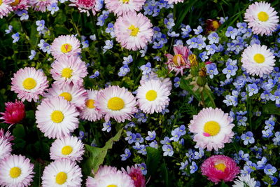 High angle view of flowering plants