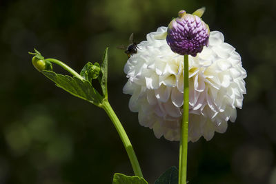 Close-up of purple flowering plant