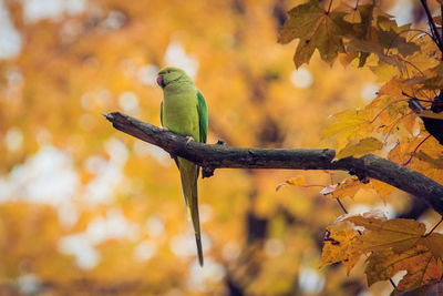 Low angle view of a parrot on branch