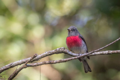 Close-up of a rose robin perching on branch