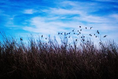 View of birds against blue sky