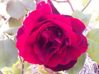 Close-up of red flower blooming outdoors