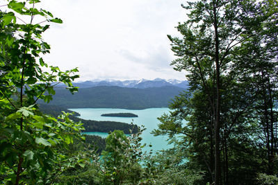 Scenic view of forest against sky