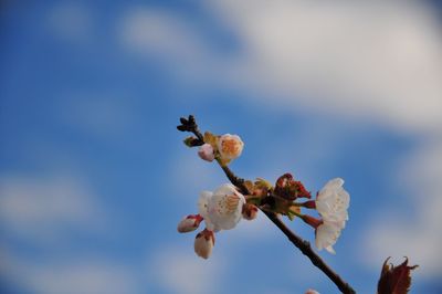 Low angle view of flower tree