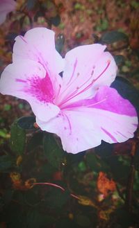 Close-up of pink flower