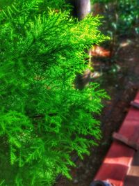 High angle view of multi colored plants