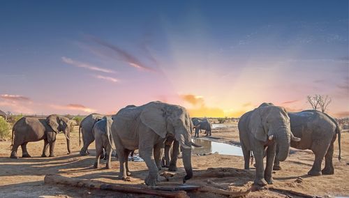 View of elephants standing on field during sunset